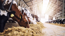 The dairy sector accounts for around 3% of annual global emissions - a similar proportion to aviation